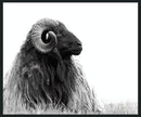 Horn - 48" x 72" Photography - Black / White
